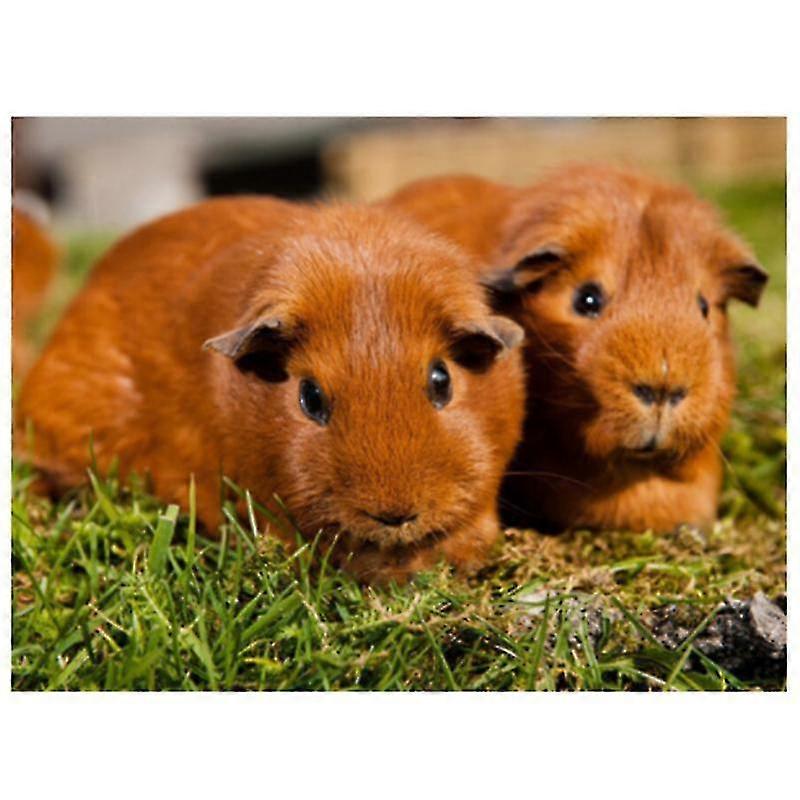 5d Diamond Painting Guinea Pig Full Rhinestone Kit Diamond Embroidery Animal Mosaic Cross Stitch Handmade Gift