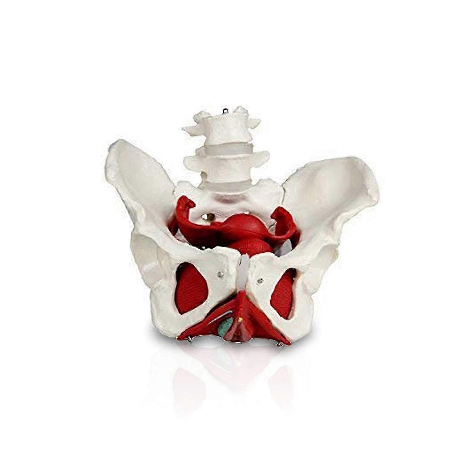 Female Pelvis with Organs Pelvic Floor Muscles and Reproductive Organs Include Uterus, and Bladder
