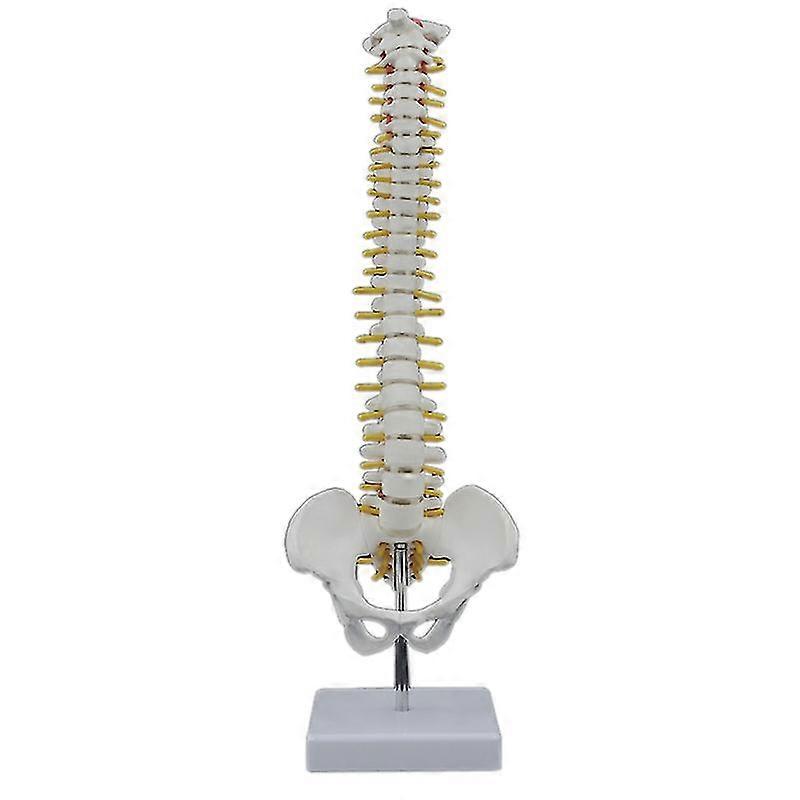 Human Spine Model with Pelvic - 45cm Anatomical Spinal Column Model + Stand