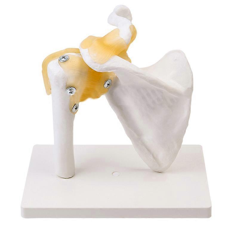 ligament shoulder joint model human skeleton scapula teaching model