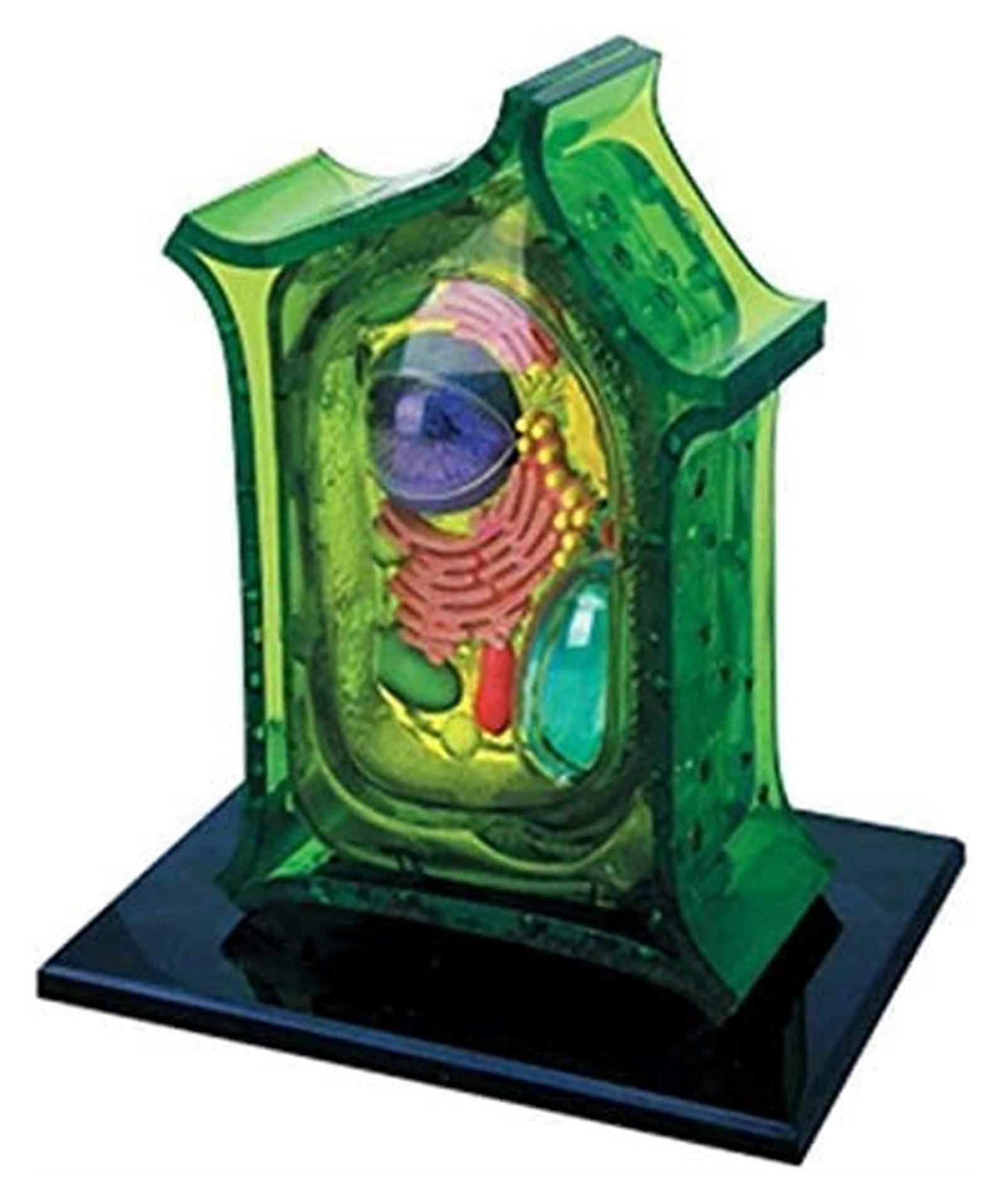 Anatomical Plant Model, 26-Piece Removable Science Organ Model for Education and Training, Detailed Plant Anatomy Training Aid