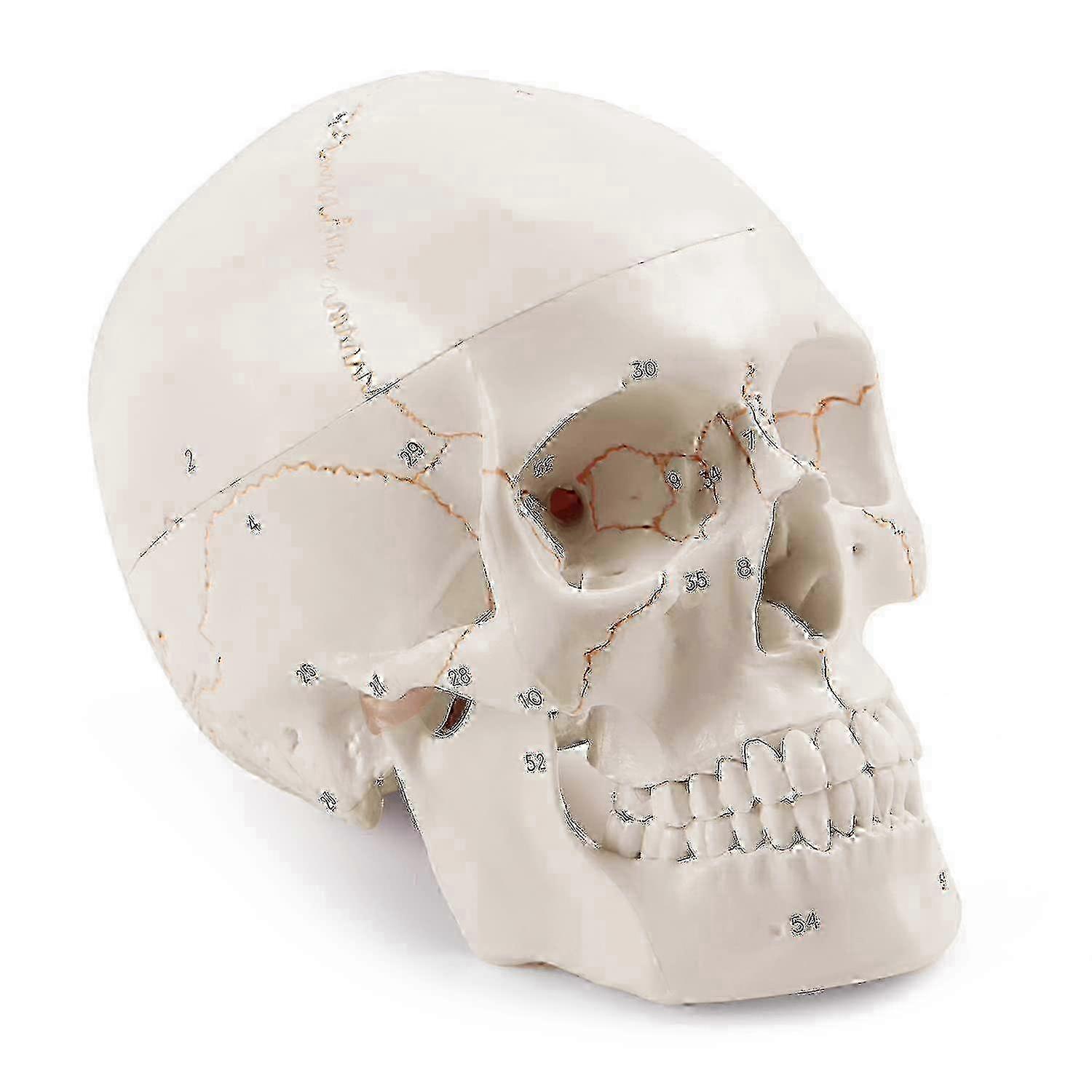 Anatomical Human Skull Model, 3-part, Numbered, Life Size