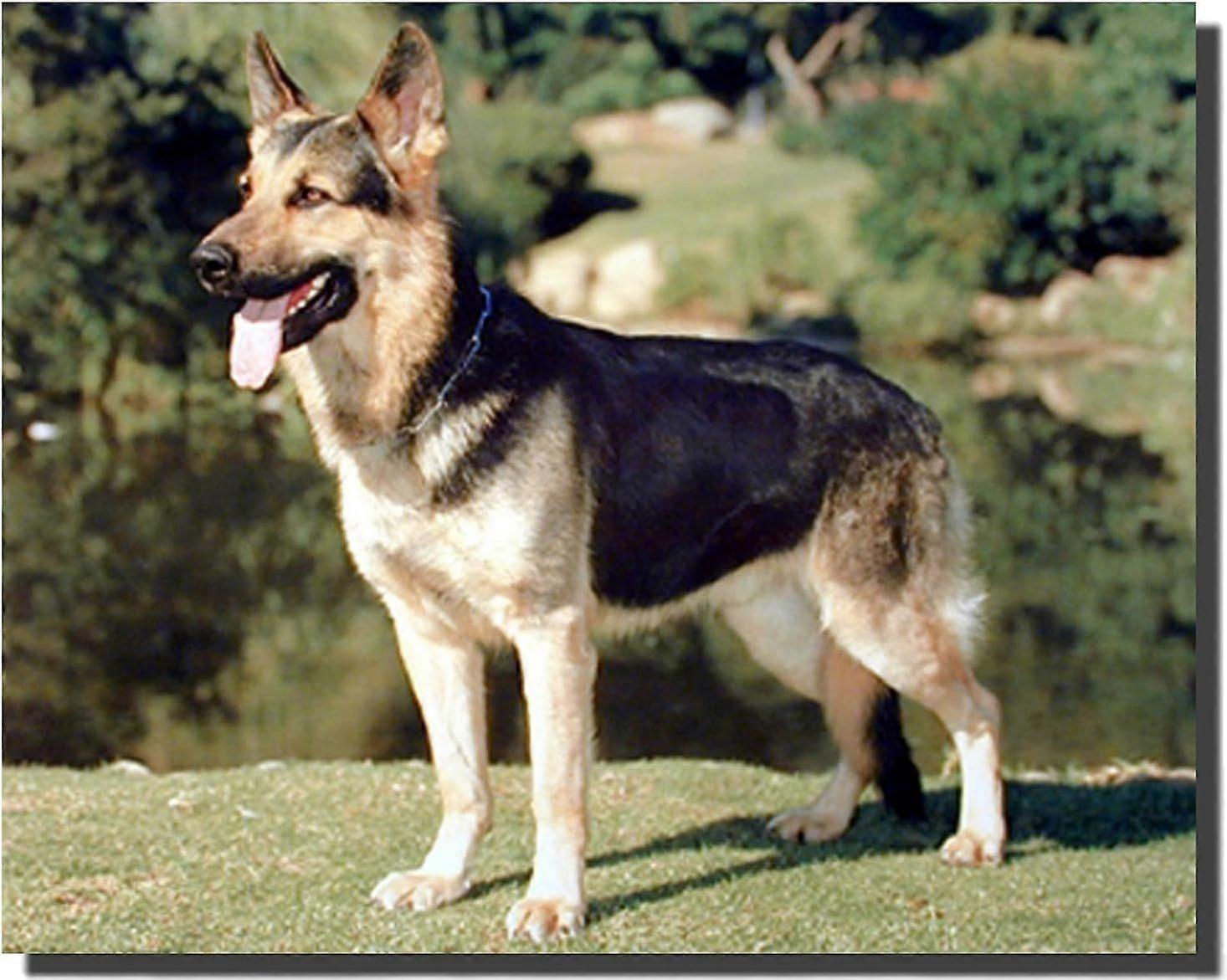 Dyreliv Dyr Schæferhund VV865