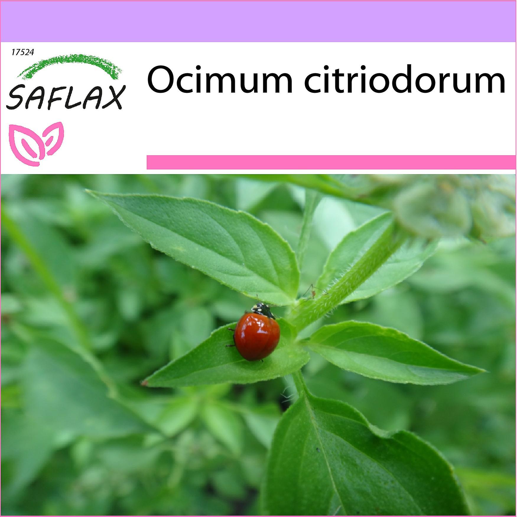 Saflax - 200 seeds - Lemon Basil - Basilic citronné - Basilico limone - Albahaca limón - Limonen Basilikum