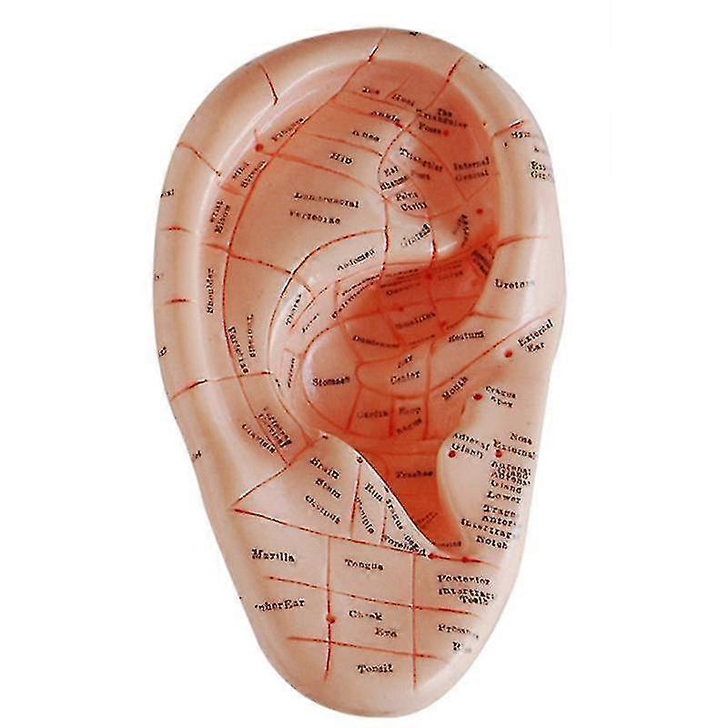 English Version Ear Acupuncture Earpins Model Model Auricular Application Model Ear Acupuncture Poi