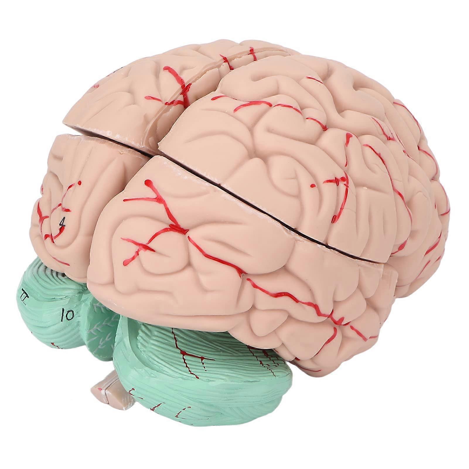 Human Brain Model 3D Anatomical Precision Anatomy Teaching Model for Medical Students Classroom Display