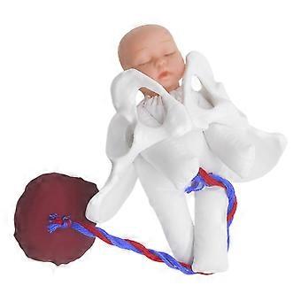 Modelo de pelve obstétrica com feto, placenta e cordão umbilical. Simulador de parto para educação pré-natal e de parteiras, ensinando também anatomia do parto.