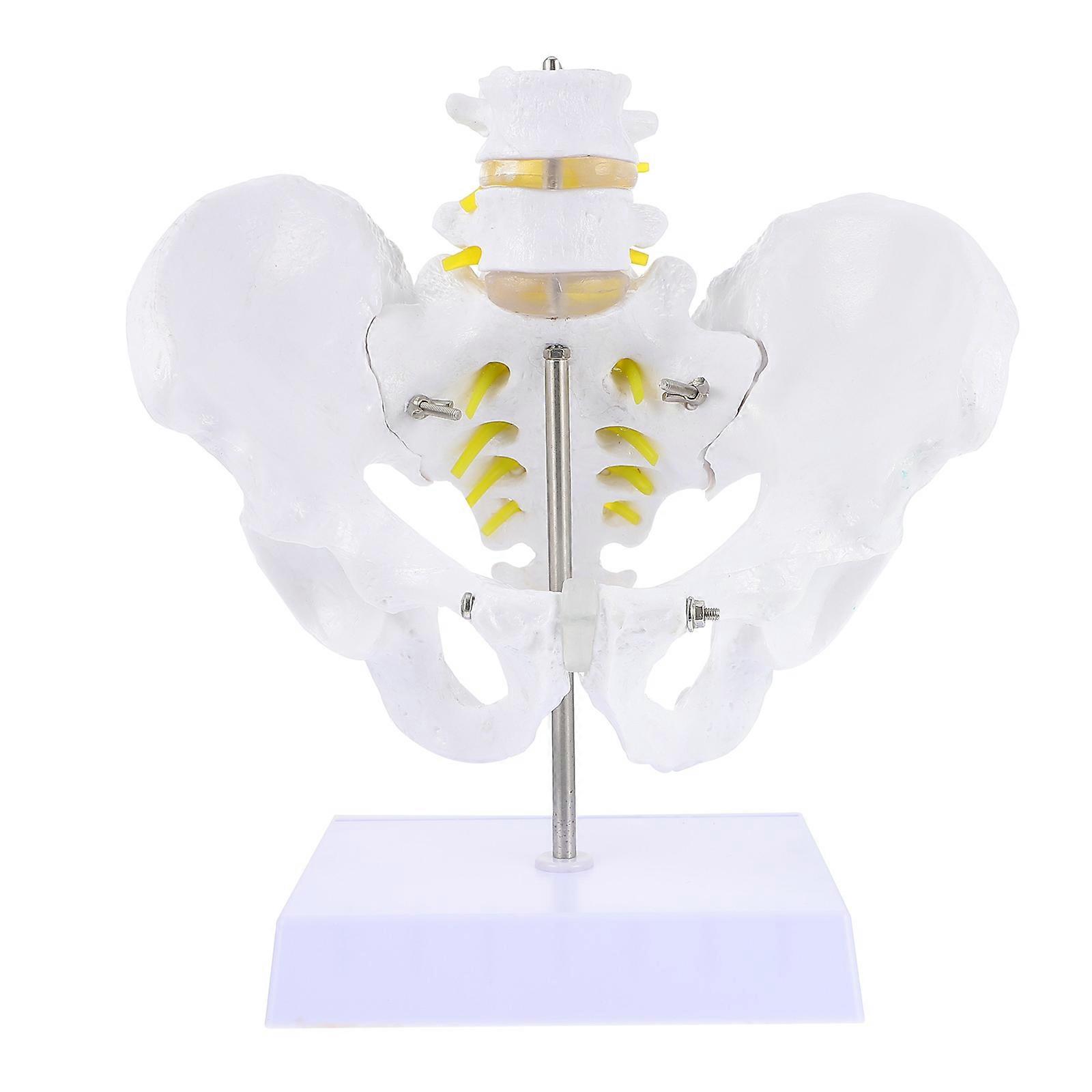 Professional Anatomy Model, Human Pelvis for Teaching , Featuring Components