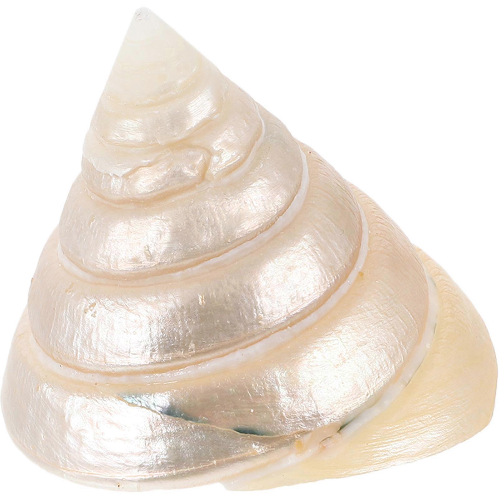 Natural Conch Shell Decoration – Smooth Surface Craft for Aquariums, Desktop Adornments, and Unique Home Displays