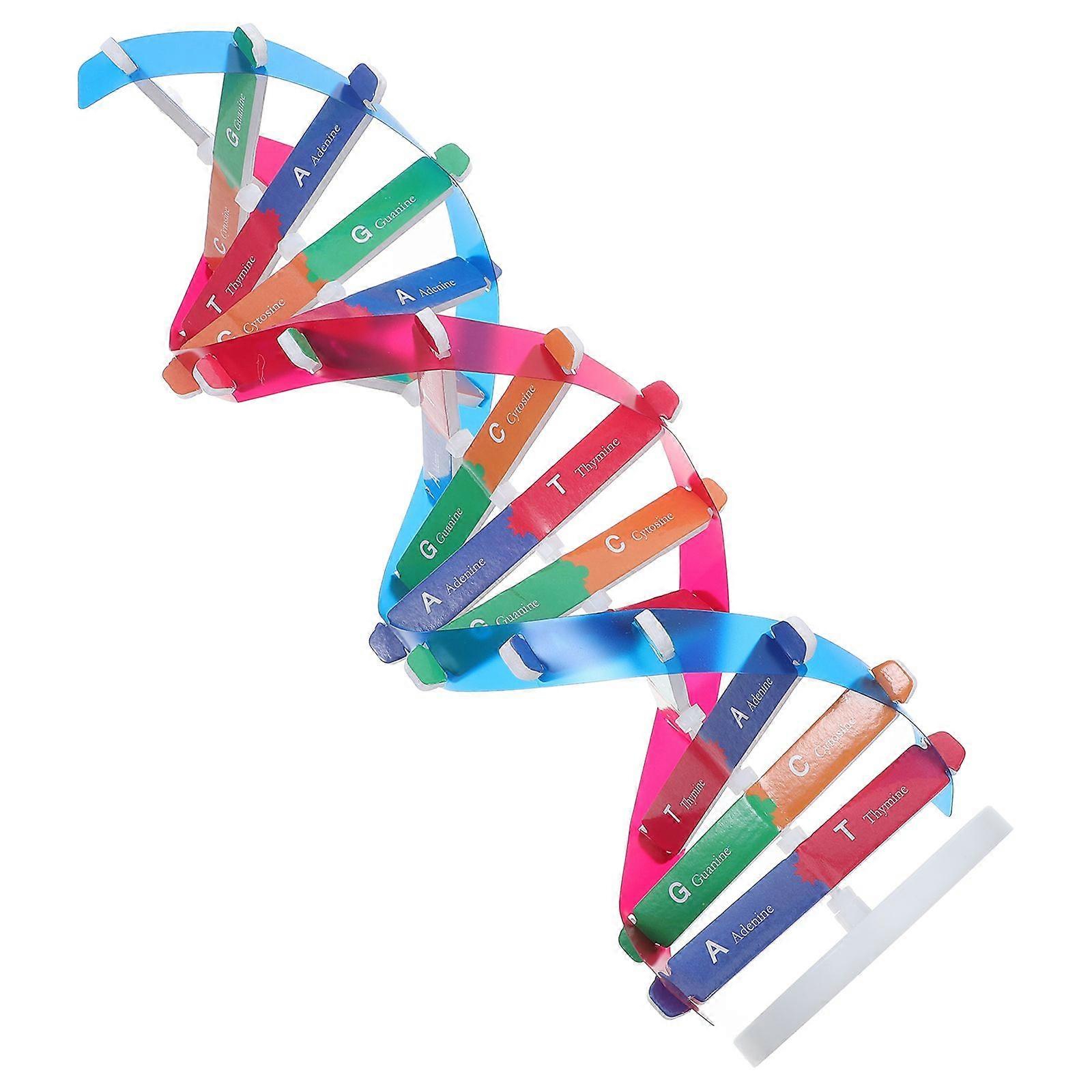 DNA Models Double Helix Structure Models DNA Double Human Gene Science Popularization Assembling Experimental Equipment For DNA Assembling Teaching