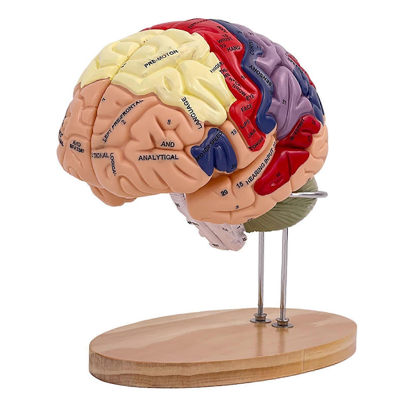 Human Brain Anatomy Model 2X Life Size with Labels 4Part Hand Painted for Teaching and Study