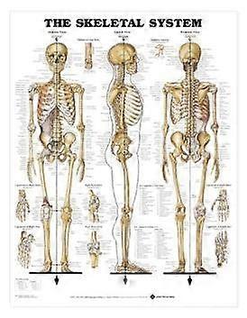 Laminated Human Skeletal System Chart  Educational Anatomy Skeleton Poster for Classroom or Office