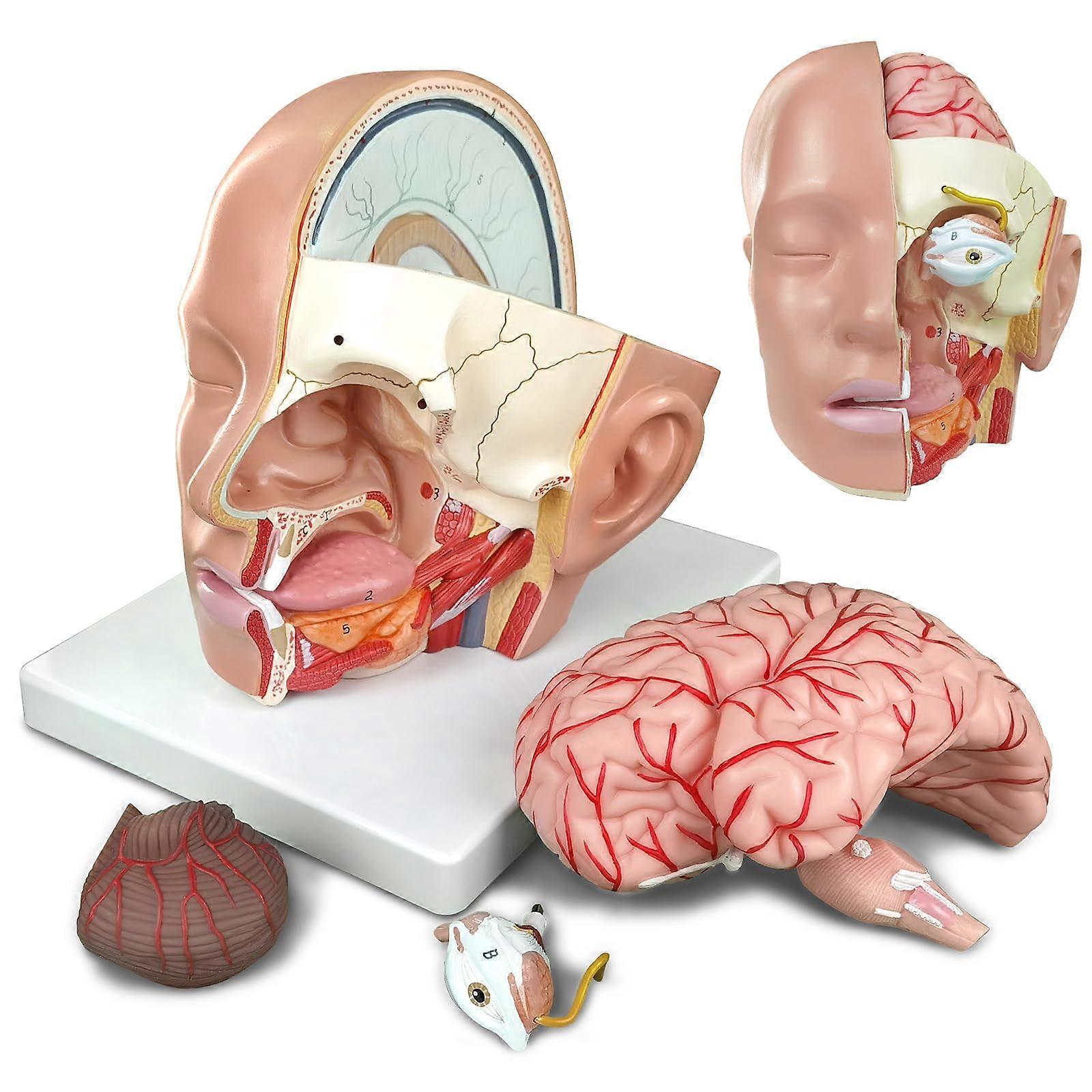 Anatomical Skull Model with Brain for Teaching, Durable PVC Cranial Anatomy Study Display
