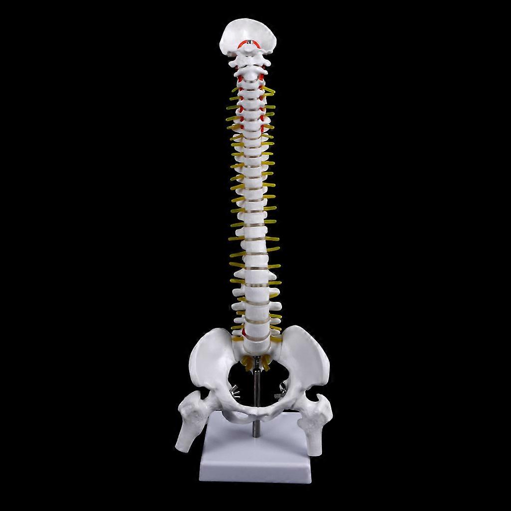 Medical props model 45cm Human Anatomical Spine with Pelvic Flexible Model Medical Learn Aid Anatomy