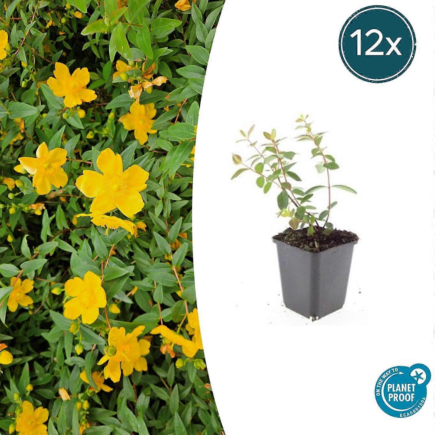 Hypericum dummeri 'Peter Dummer' | 12 Stück - 10-25cm - Ø9cm