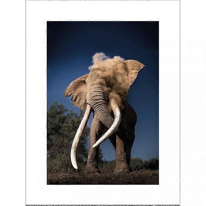 Wim Van Den Heever Dust Bathing Poster