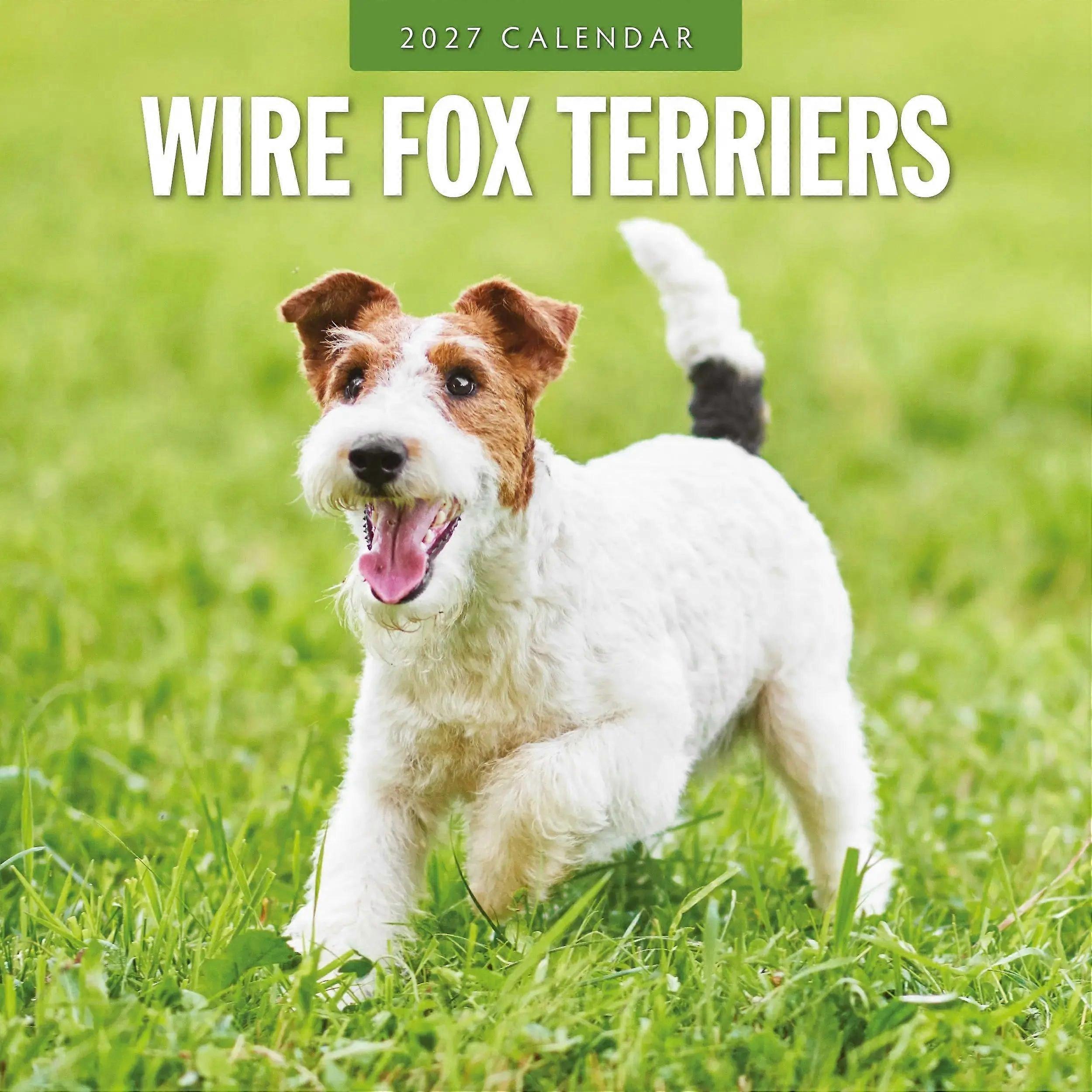 Avonside Wire-haired Fox Terrier Calendar 2026