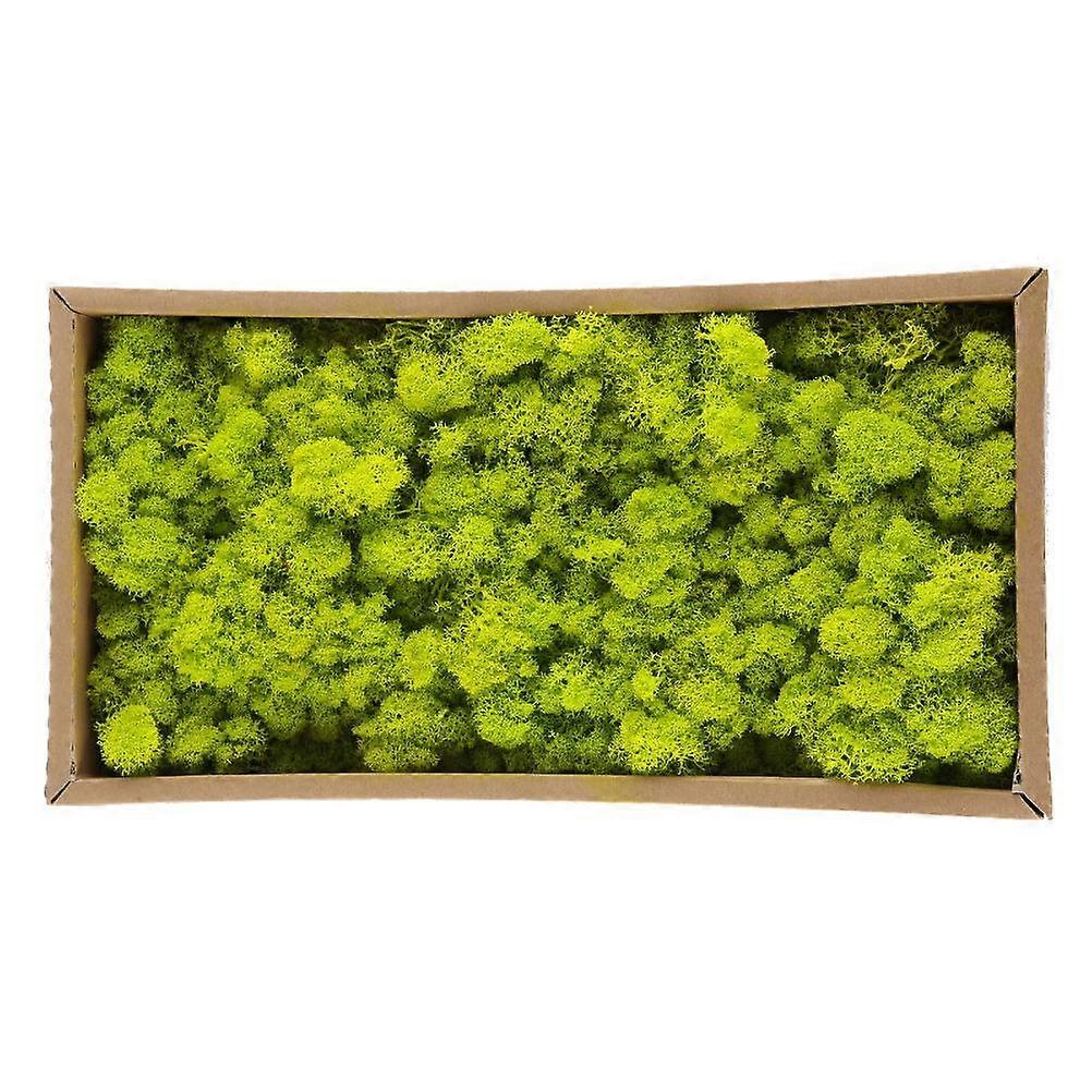 Preserved Decorative Moss Durable Natural Preserved Moss for Home Decorations Model Making