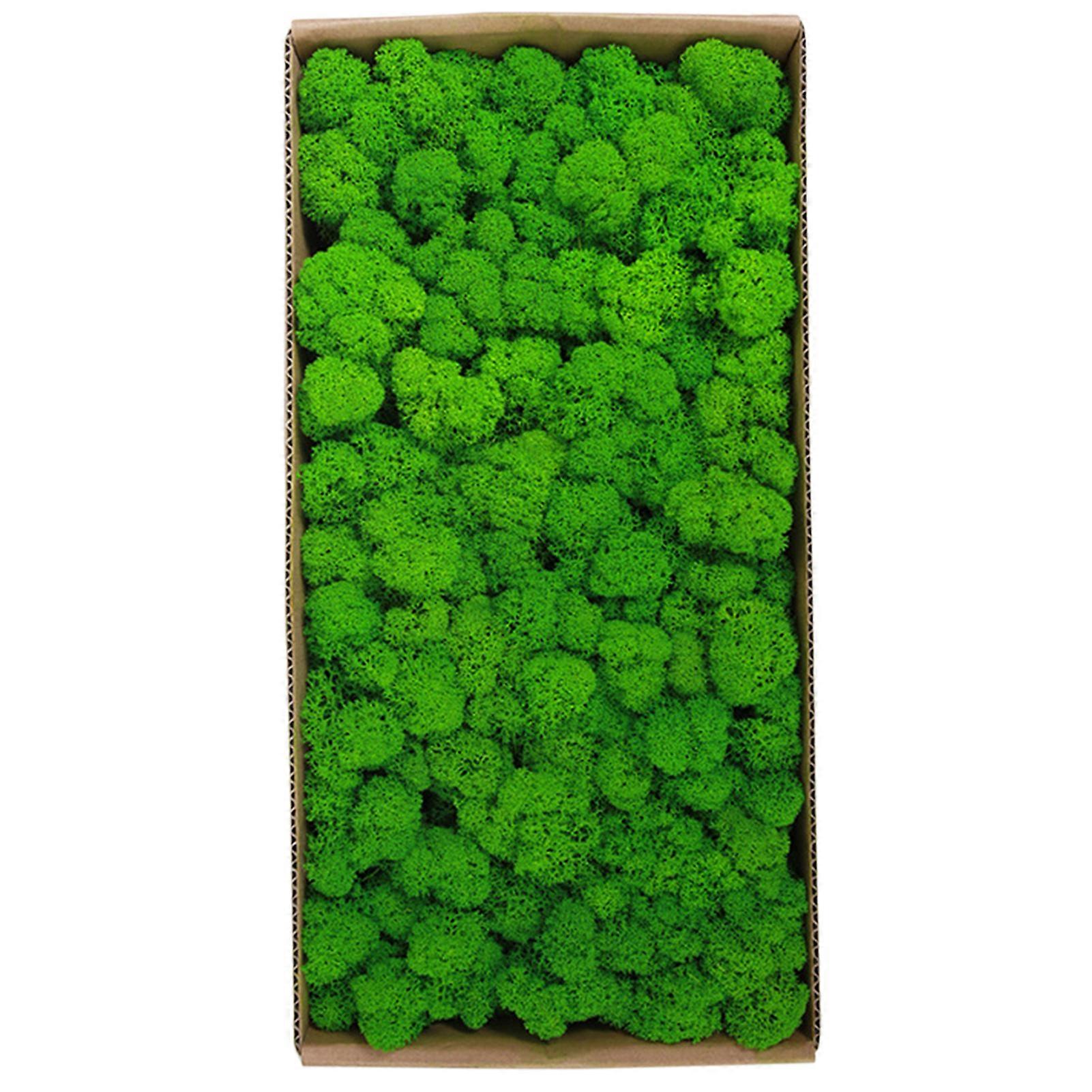 Preserved Moss Gardenning Art Wall Decor Moss Bulk Micro Landscape Decorative Props