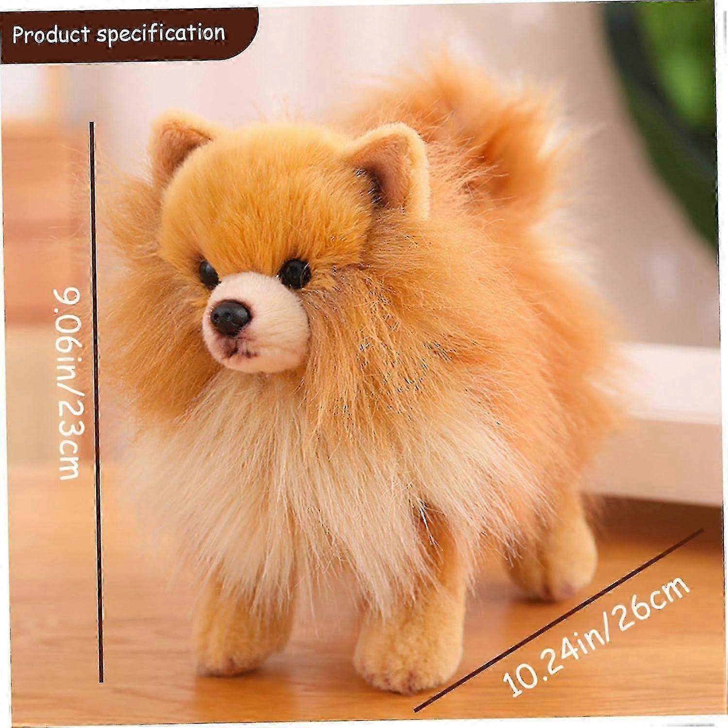 Wird mein Zwergspitz schwarz mit Fehlzeichnung sein? : r/Pomeranians, image size:1500x1500
