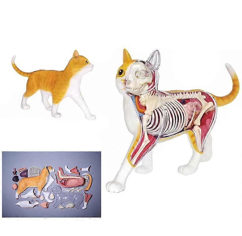 Anatomical Cat Model With Removable Organs, 28Piece Skeleton Kit, SemiTransparent Medical Training And Teaching Model