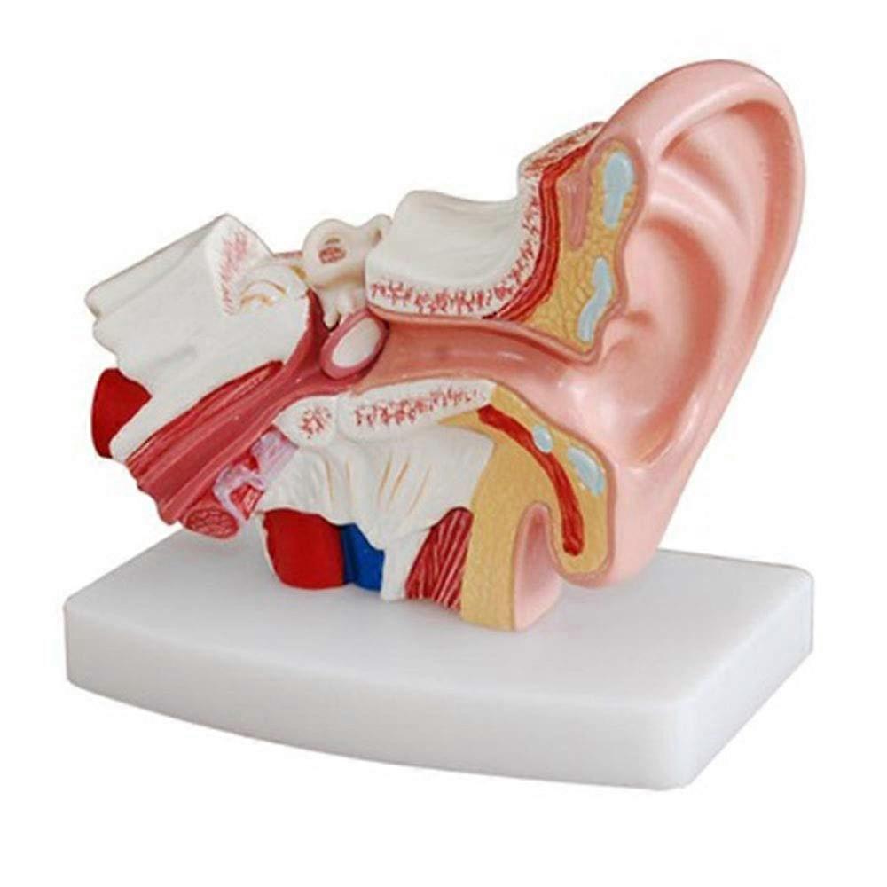 Ear Anatomy Model with 3D Structure Display for Classroom Teaching and Medical Education