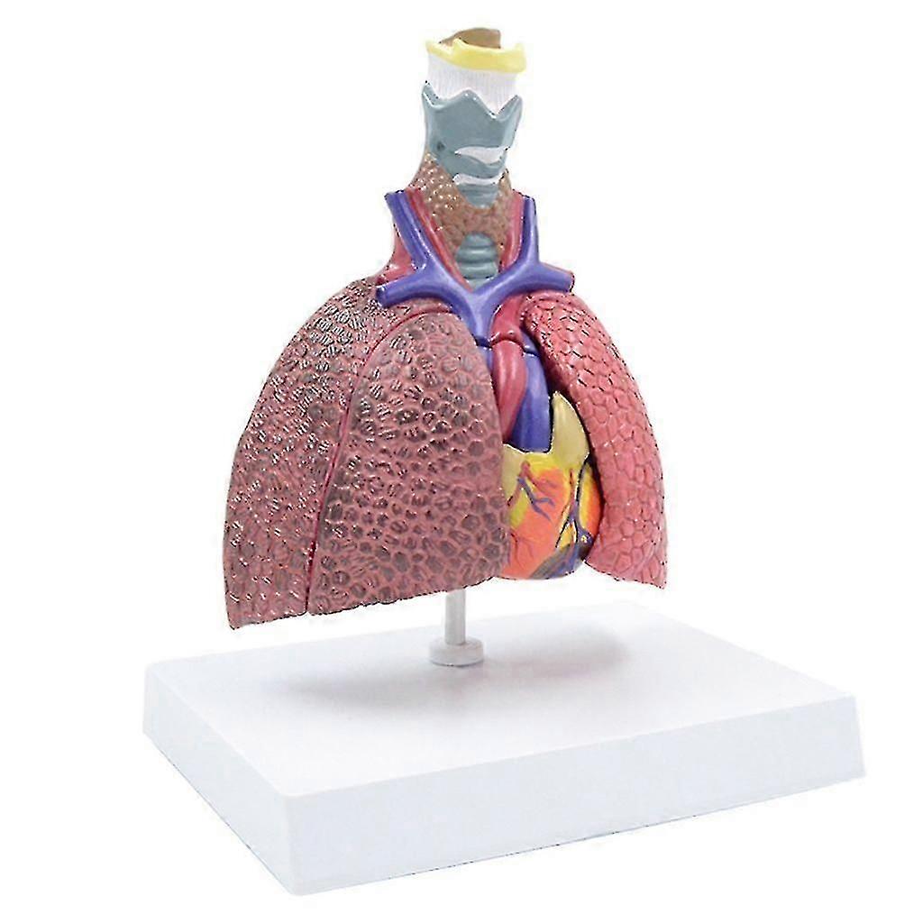 Anatomical Pathological Lungs Model Respiratory System Model for Hospital