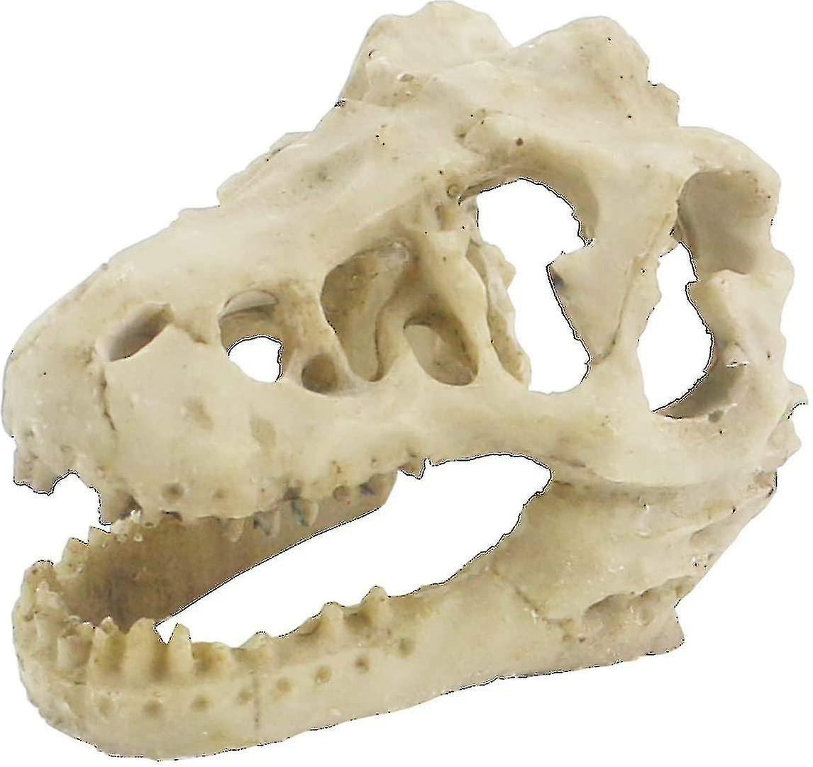 Mini Dinosaur Skull