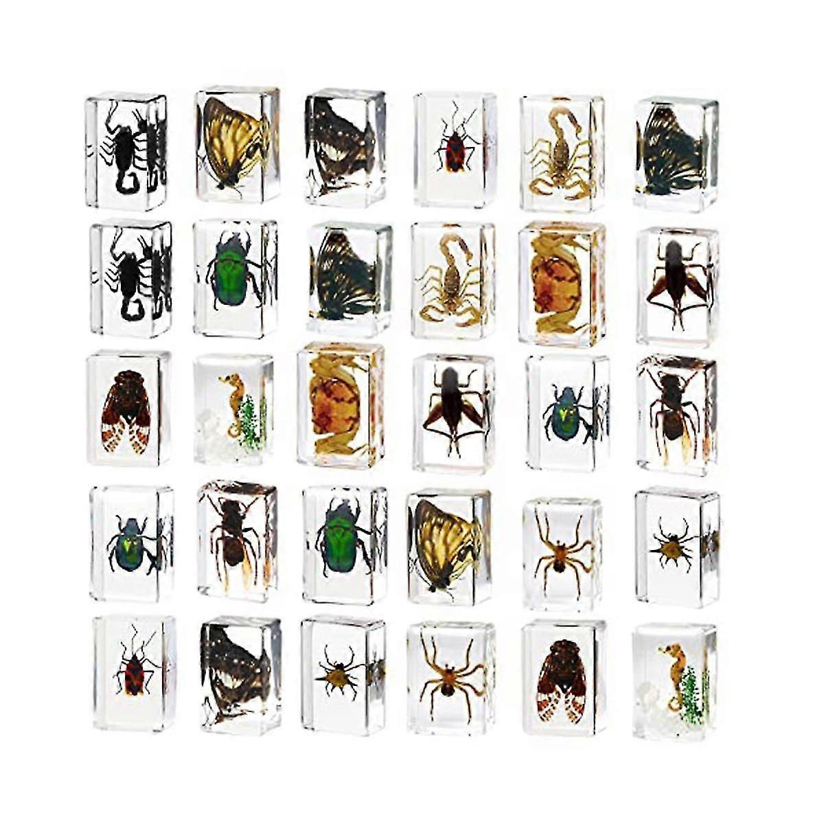 30 Insects In Resin Specimen Bugs Collection Paperweights, Toy Bugs Suitable For Kids For Office Bi