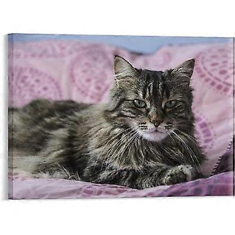Stampe moderne Gatto Maine Animale Domestico Puzzle Fattoria per Casa Lavanderia Decorazione Natale Vacanze VV558