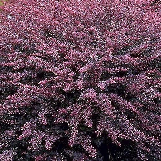 Berberis Atropurpurea. Barbeiro Roxo.