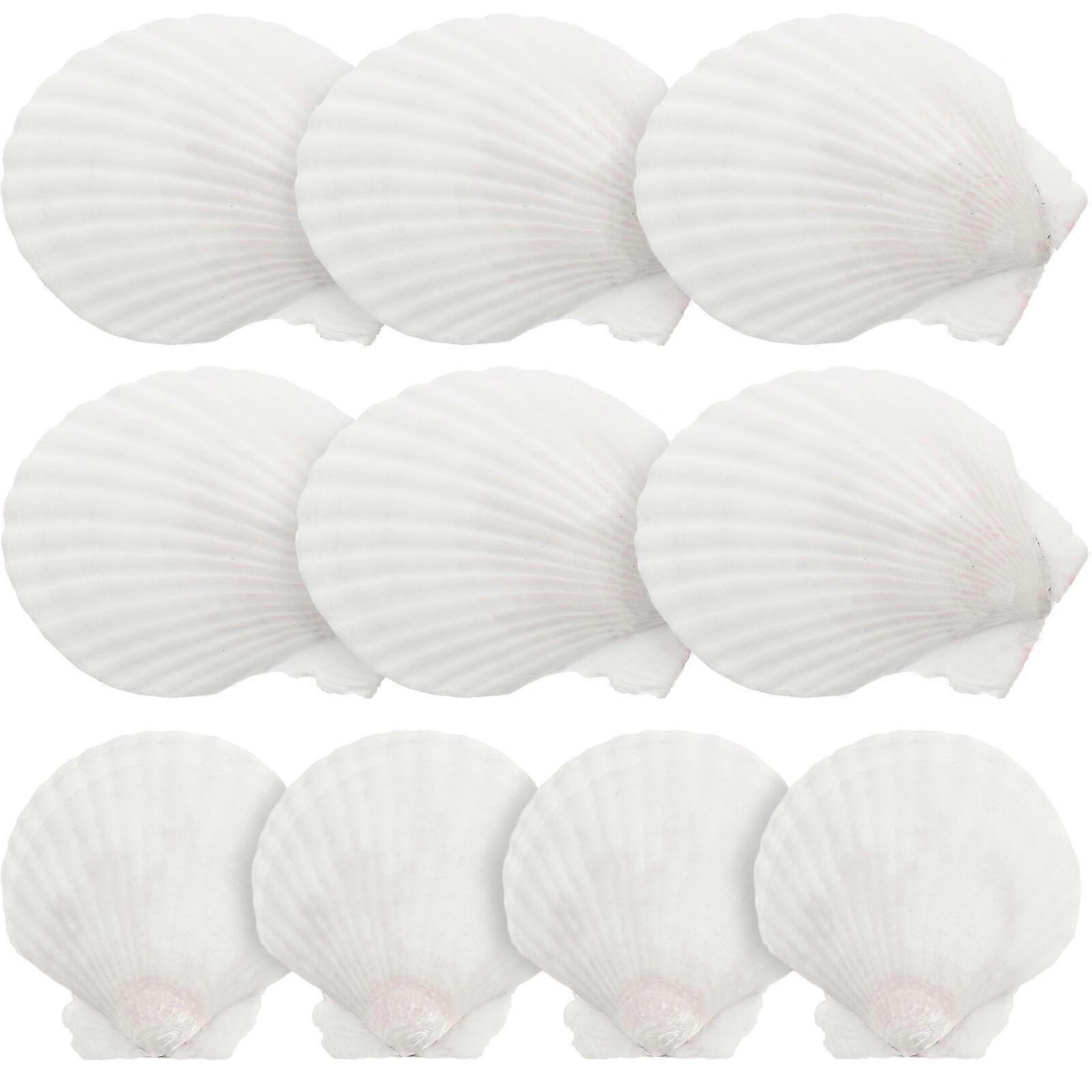 10pcs White Scallops Shell Seashells Large Natural Shell Embellishment Craft Material