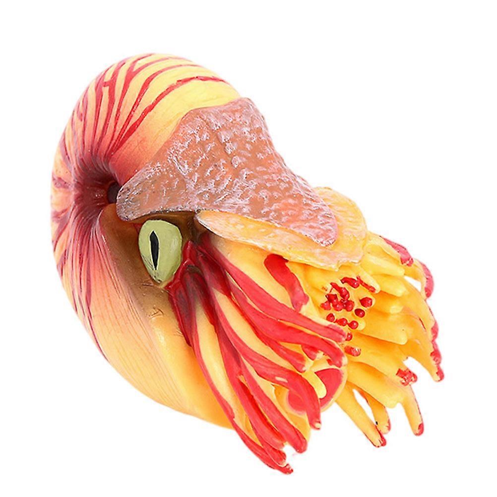 Lifelike Nautilus Model Plastic Nautilus for Decoration 2Pcs Set
