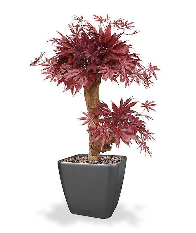 Acer Bonsai (60 cm)