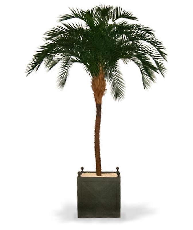 Phoenix Palm (300 cm)