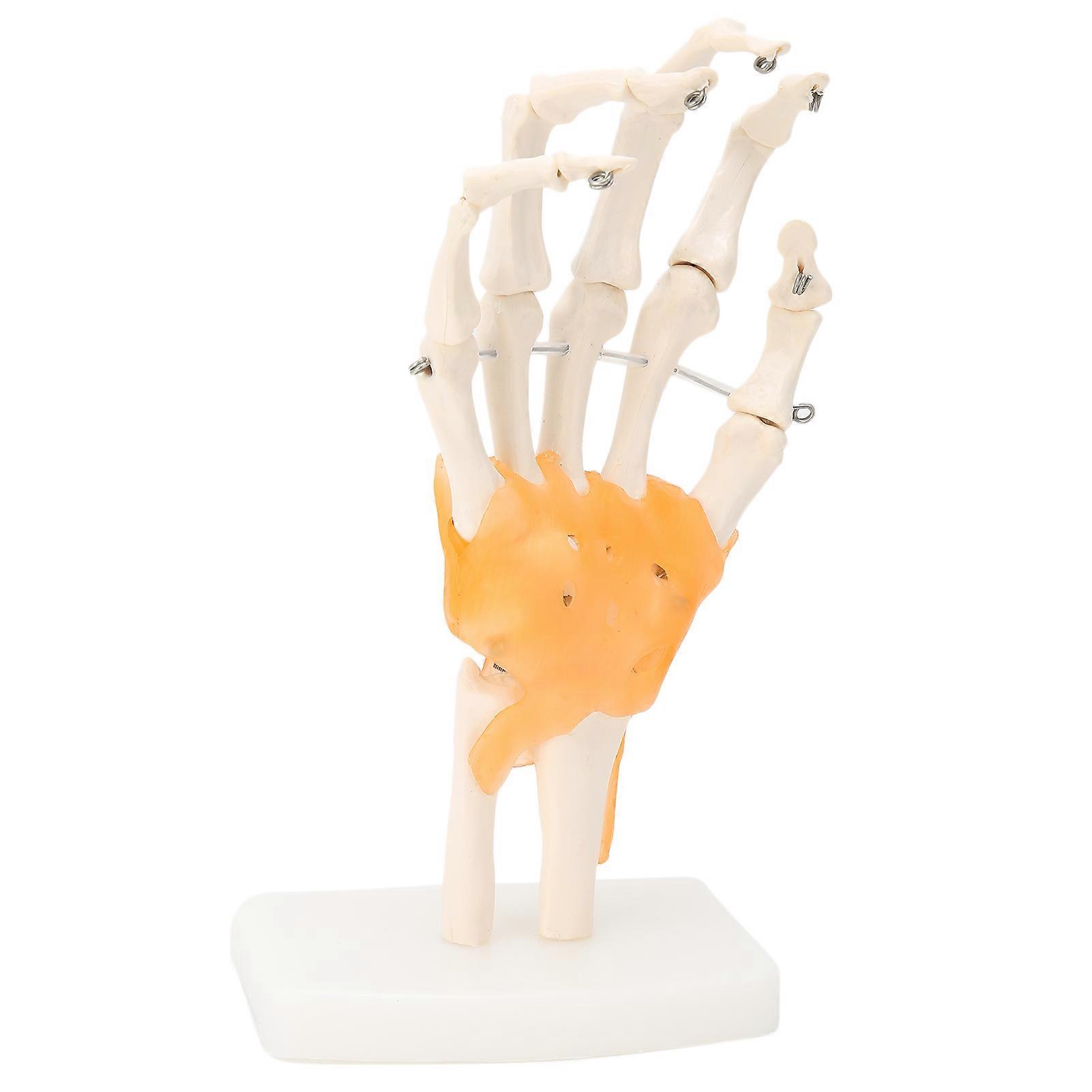 Human Hand Model Hand Joint Display Model for Patient Training Teaching Aid (with Ligament)