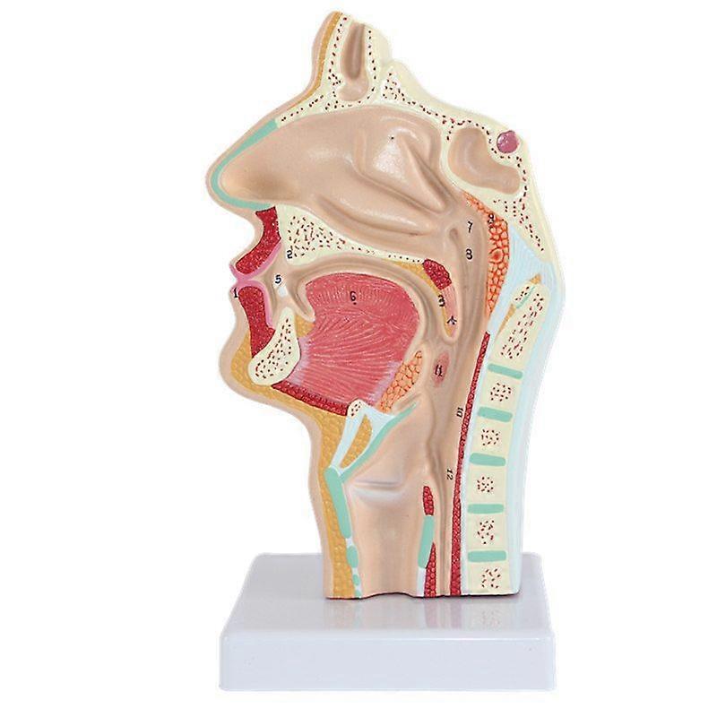 Human Anatomical Nasal Cavity Throat Anatomy Model For Science Classroom Study Display Teaching Mod