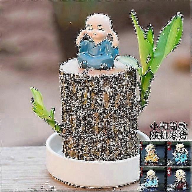 Mini Brazil Lucky Wood - Magical Sprouting Lucky Bamboo Wood - Hydroponic Potted Plant Stump Small Mini Plant - Hydroponic Lucky Wood - Indo