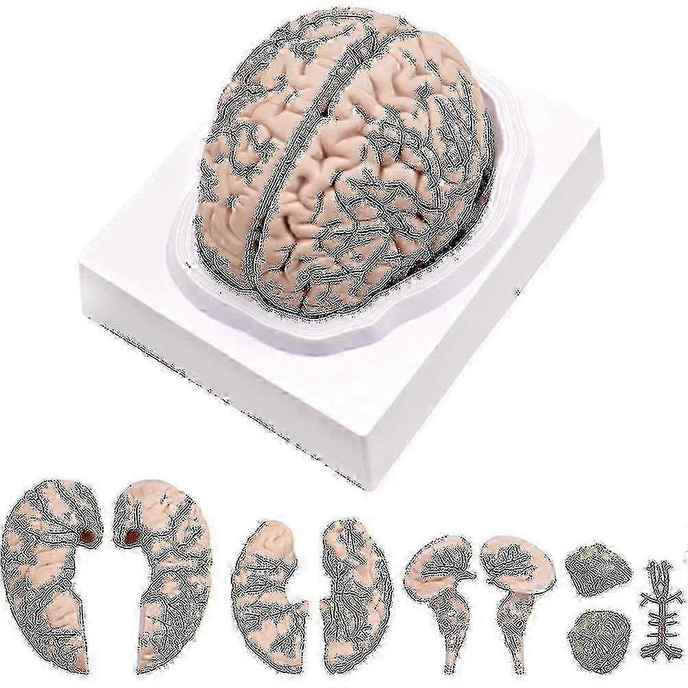 Human Brain,life Size Human Brain Anatomy Model With Display Base, For Science Classroom Study & Tefz9fz9