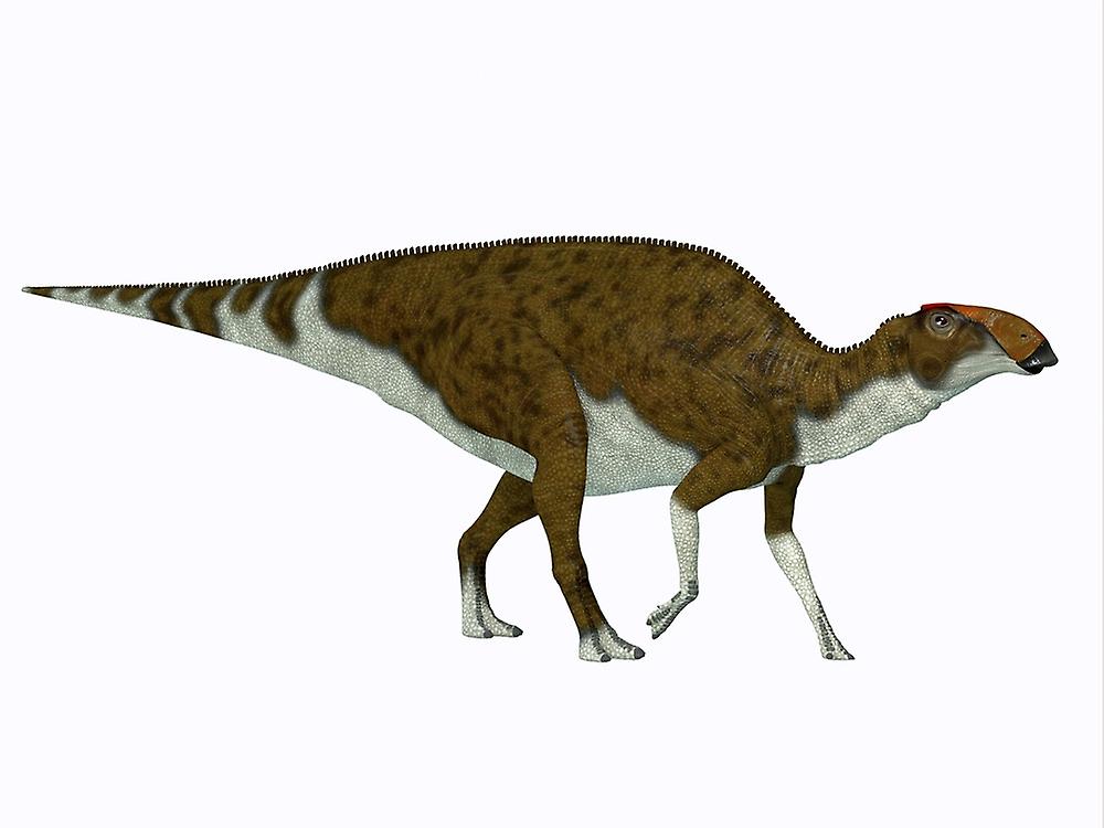 Brachylophosaurus dinosaur, side profile. Poster