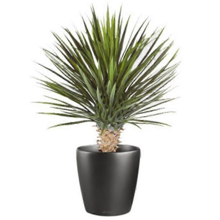 75cm Artificial Dracaena Plant