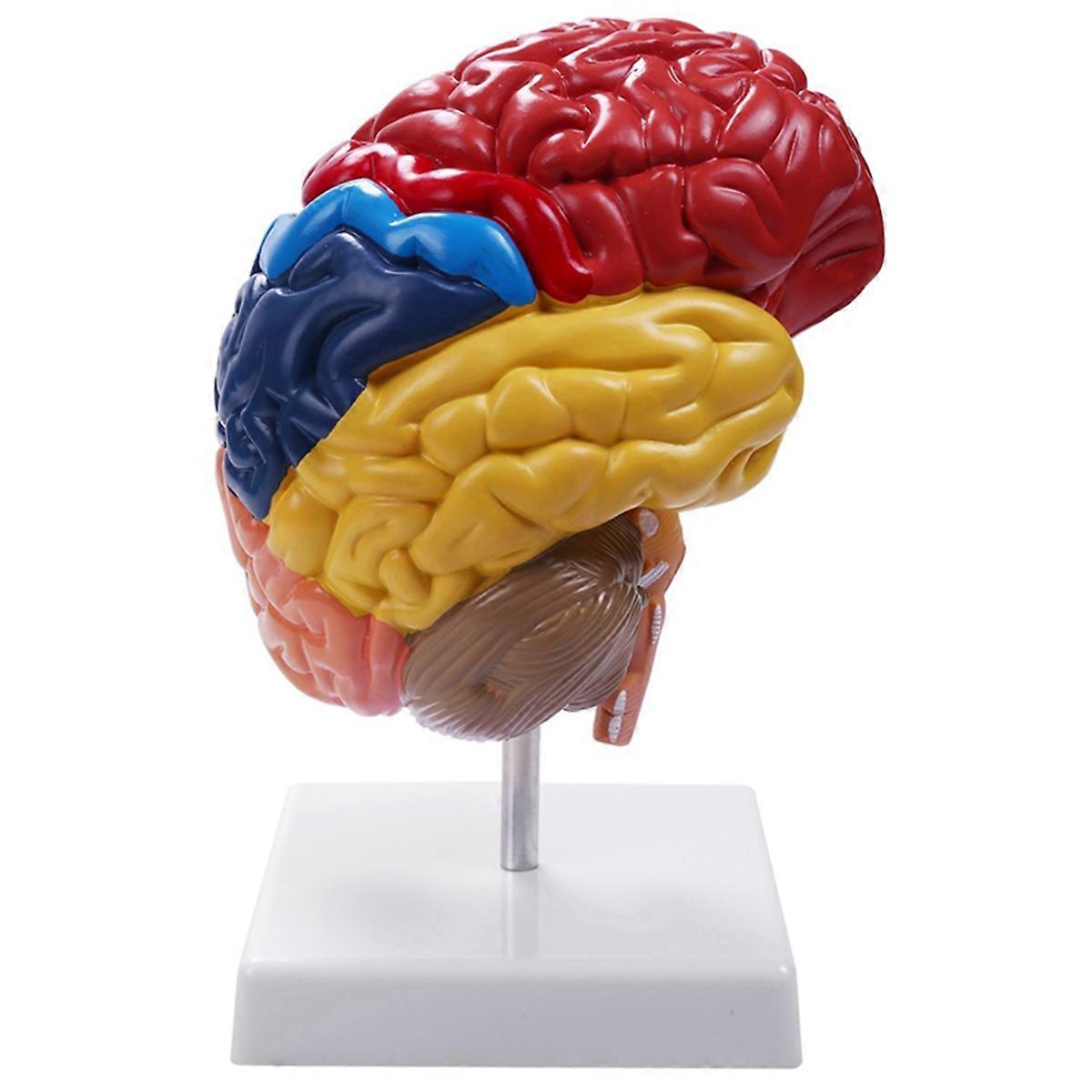 Cerebral Anatomical Model Anatomy 1:1 Half Brain Brainstem
