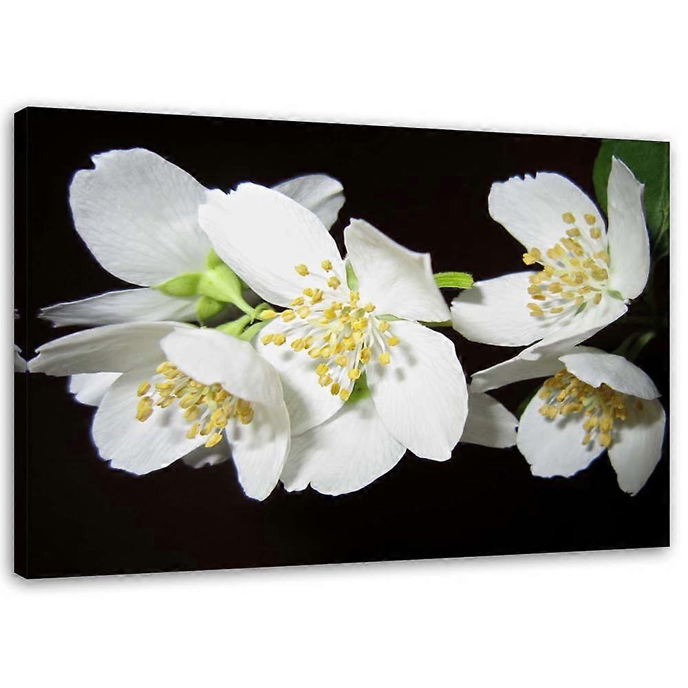 Fotobehang, Bloeiende jasmijn - 100x70