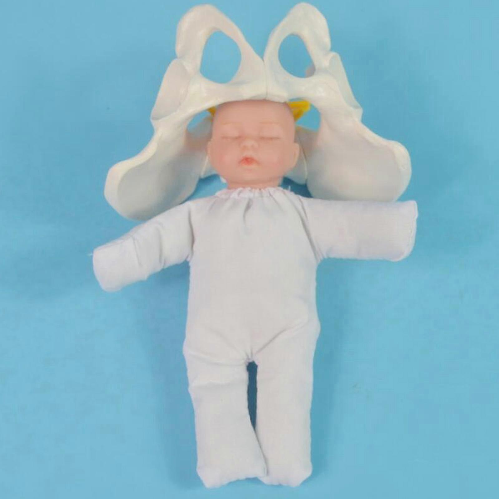 Modello di bacino femminile umano con modello del bambino per lo studio del display di insegnamento degli studenti