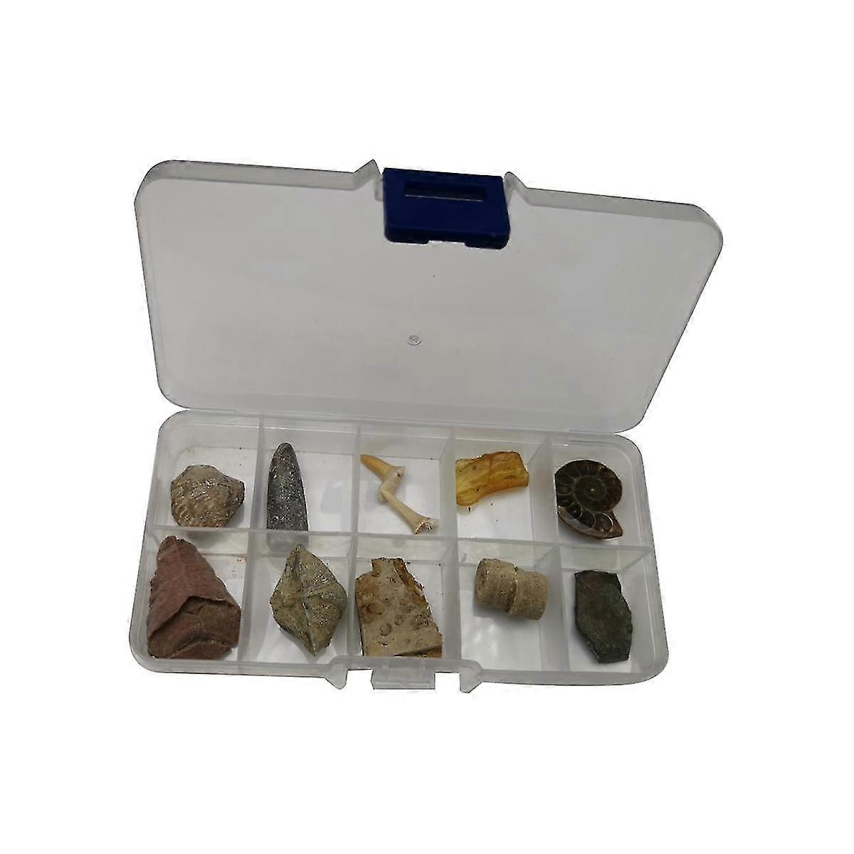 Fossilfossiler Prøve Undervisningssett Modell Orthoceras Collection Paleontologi Trilobitt Science Toy