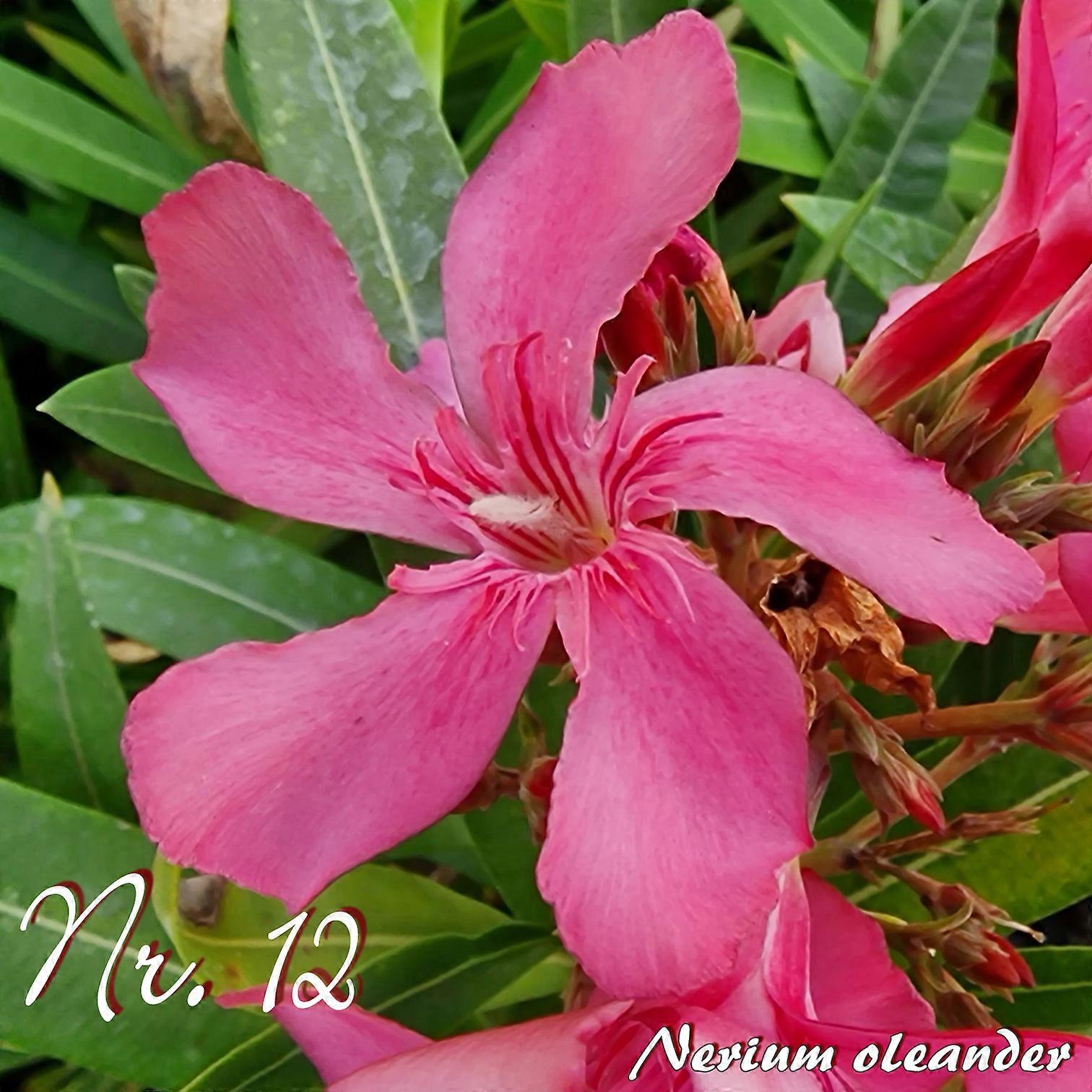 Oleanteri "No. 12" - Neriumoleanteri - Koko C08