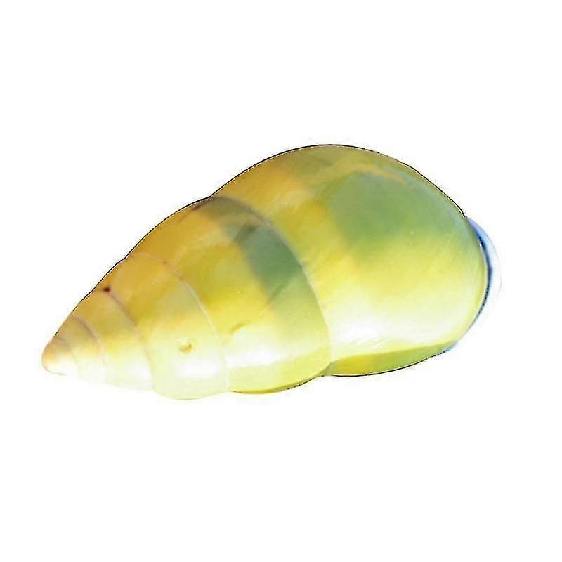 Natural Shells Seashells Beach Shells Wedding Display Aquarium Crafts