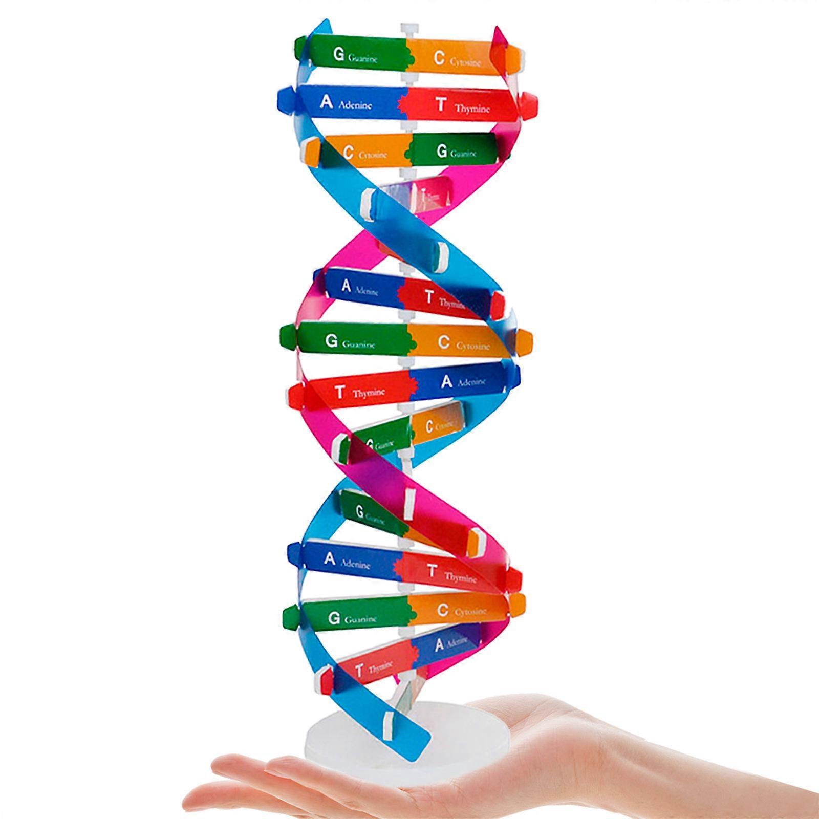 2pcs Double Helix Model Components Science Teaching Instrument