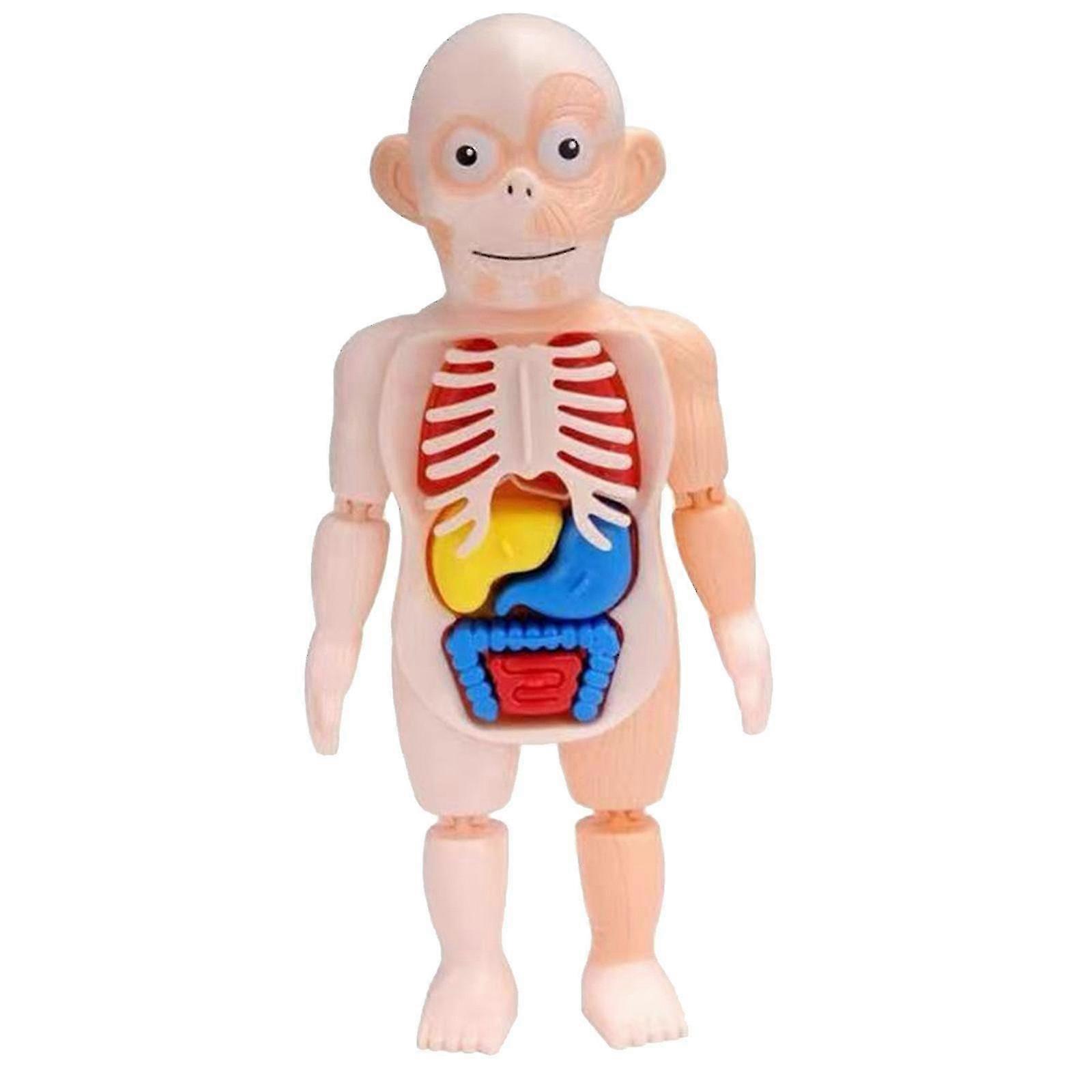 Human 3d Organ Anatomical Assembly Model Toy For Children
