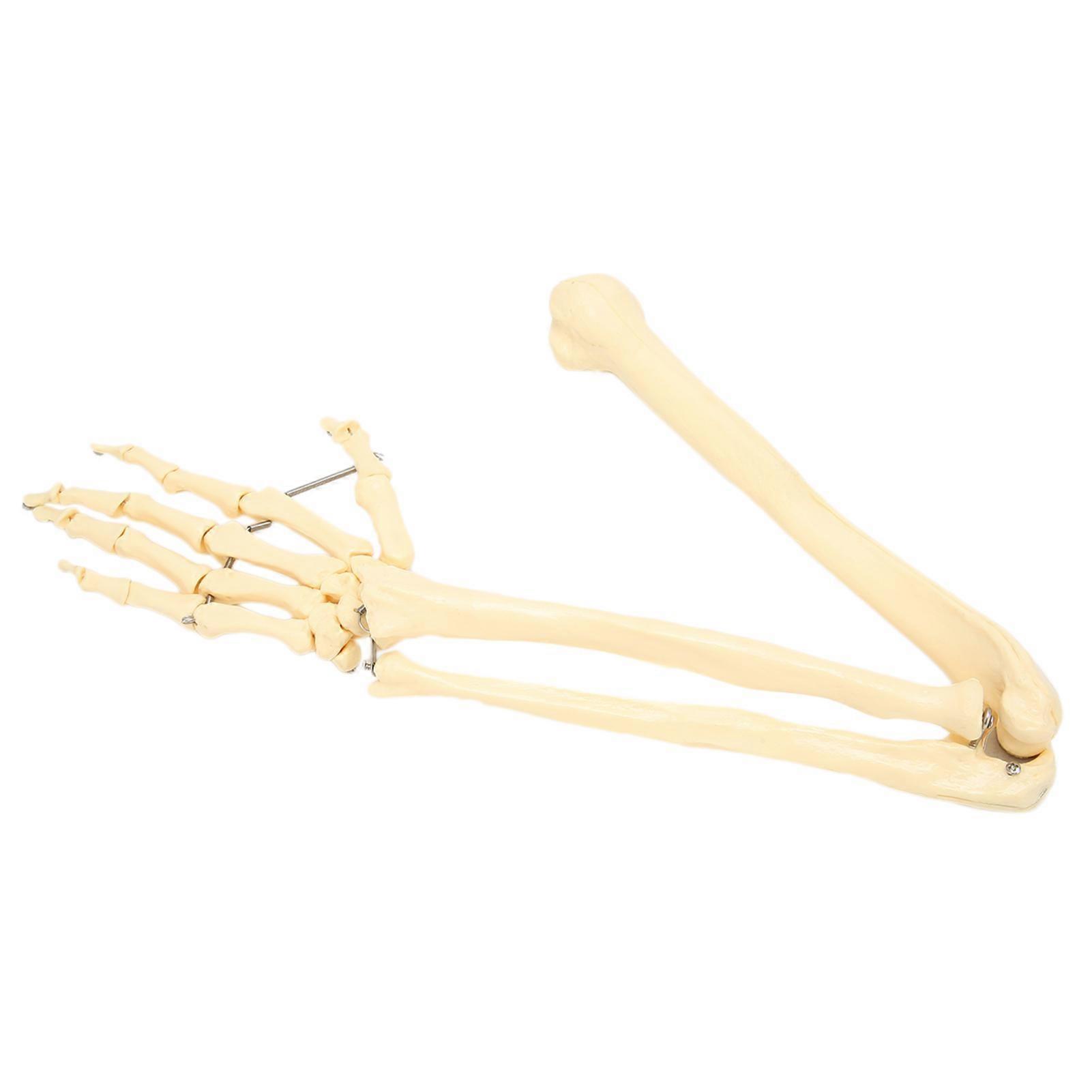 Professional Human Hand Arm Bone Model Upper Limb Bone Model for Teaching Demonstration